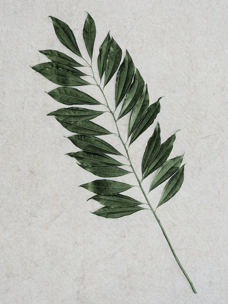 Single Stem Of Leaves