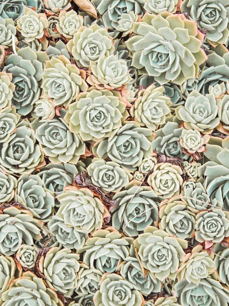 Green Succulent