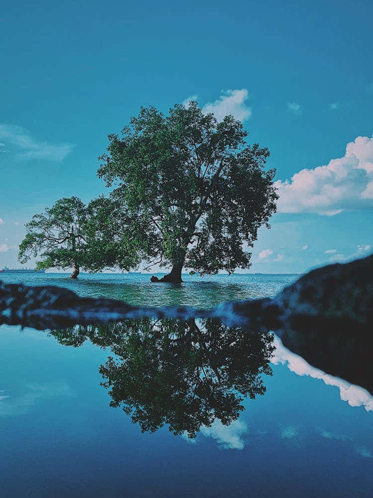 Reflection Of Trees In Water