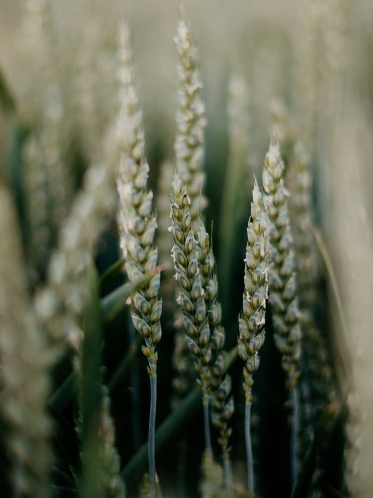 Wheat In The Field Colorful travel Photography