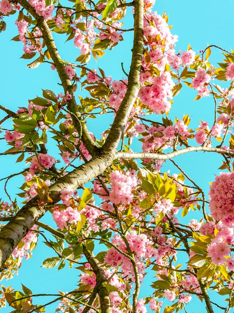 Cherry Trees In Bloom 04