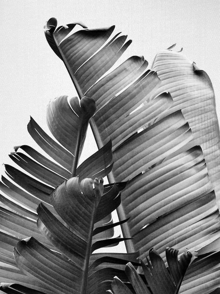 Banana Leaves - Black & White