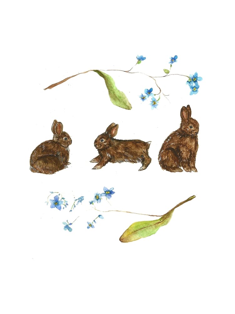 Forget Me Not Rabbits