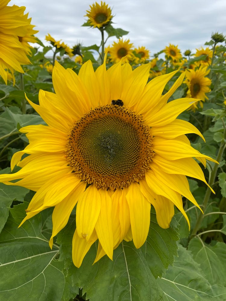 Summertime Bee