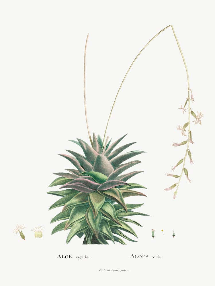 Aloe Rigida, Pierre Joseph Redoute