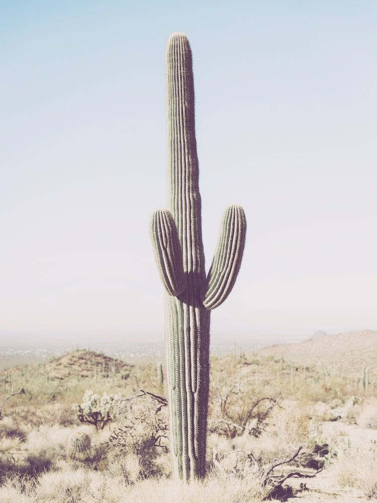 Saguaro Cactus In Arizona