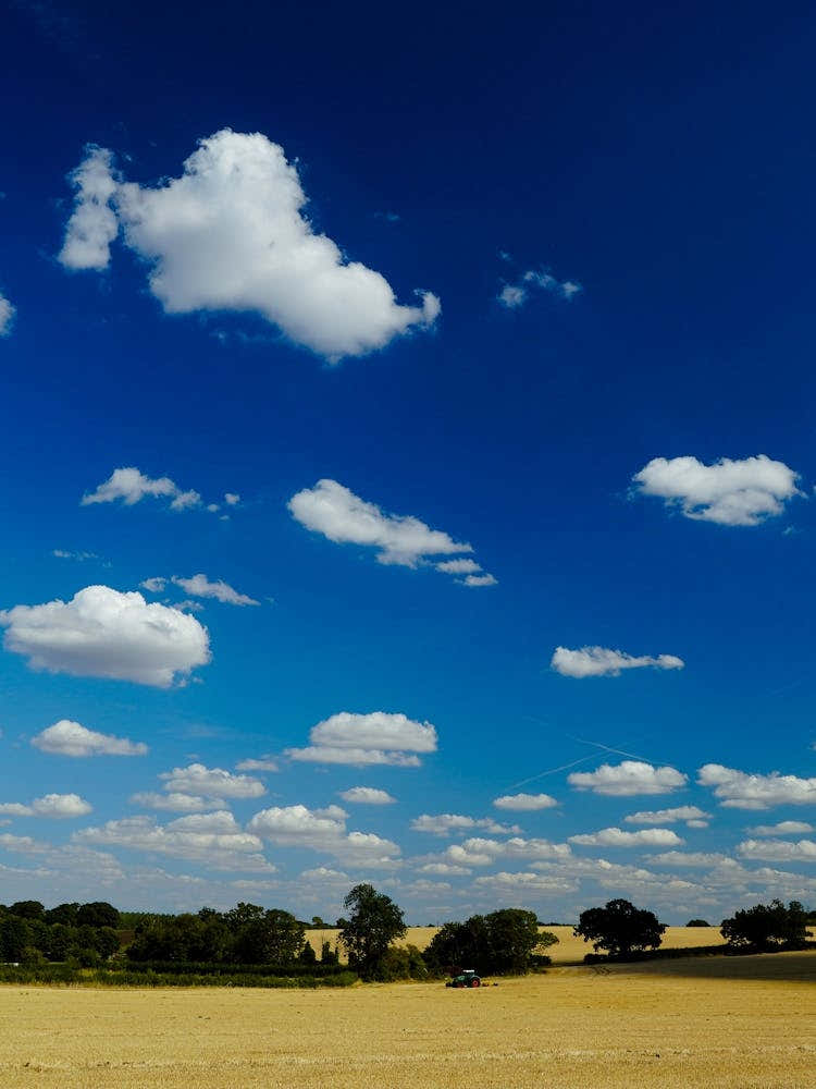 Hot Summer Wheat Field