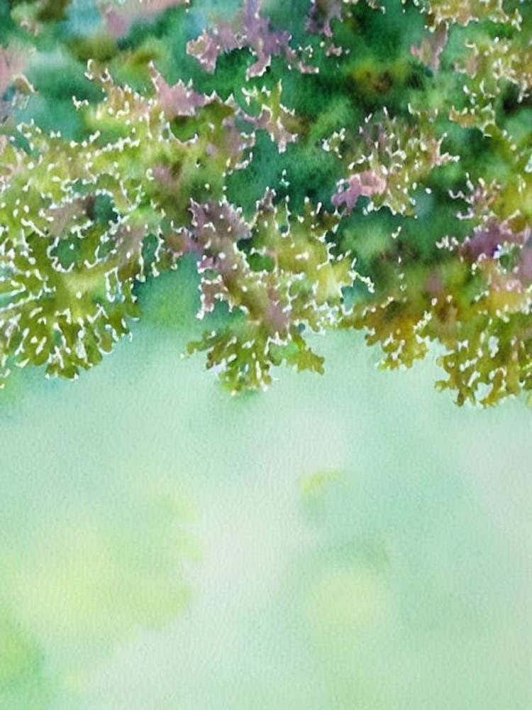 Acropora Muricata Ii Storybook Watercolour