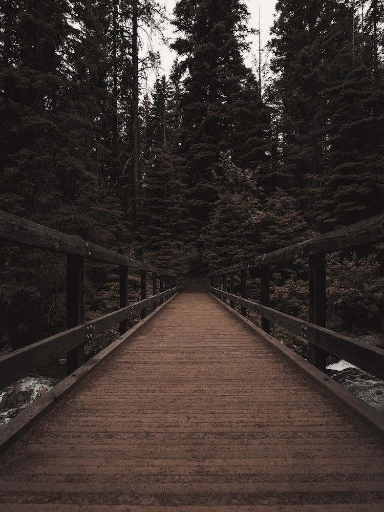 Wooden Bridge In Forest