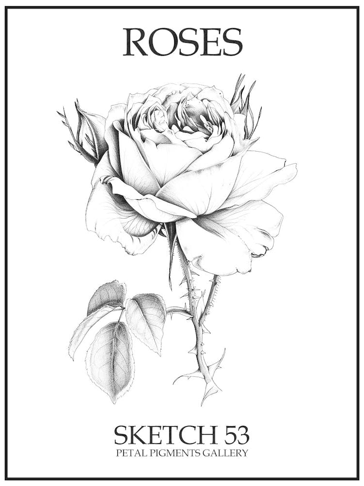 Roses Sketch 53 Poster