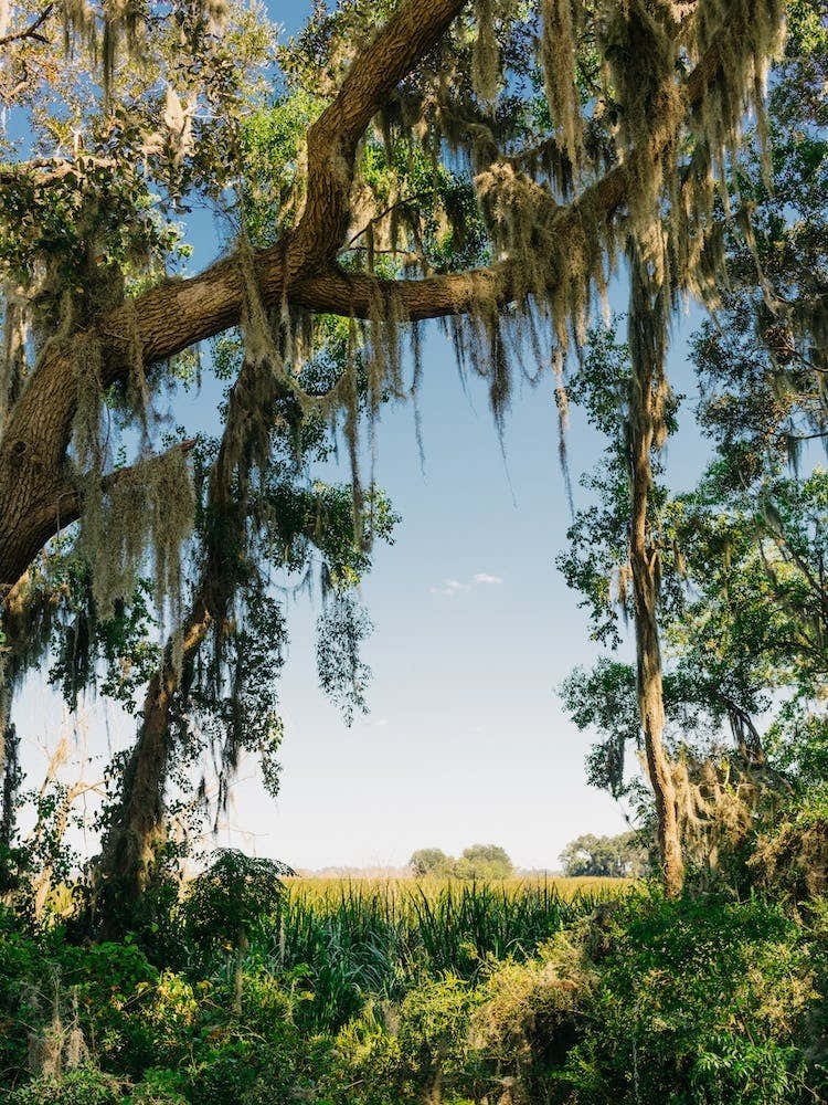 Savannah National Wildlife Refuge IV