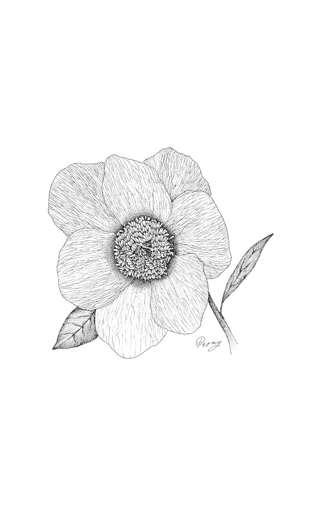 Peony