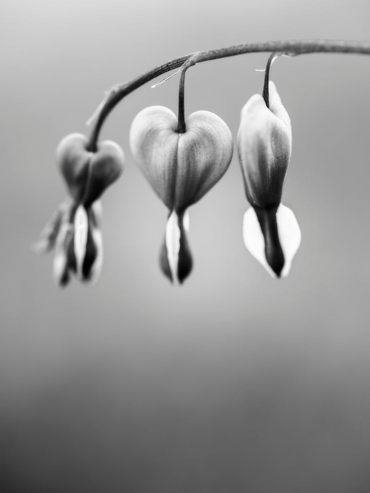 Be Still My Heart Black And White