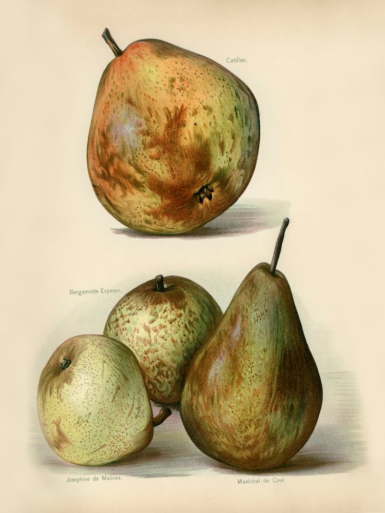 Vintage Illustration Of Fruit, John Wright