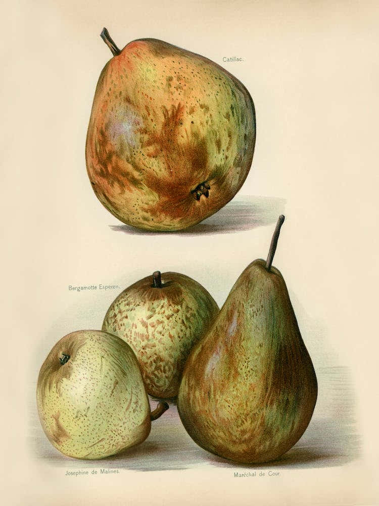 Vintage Illustration Of Fruit, John Wright
