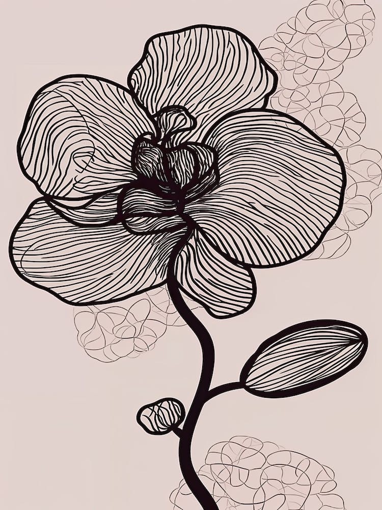 Line Art Orchids Flowers Illustration Neutral 15