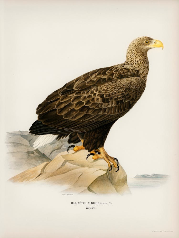 White Tailed Eagle (Haliaeetus Albicilla), The Von Wright Brothers