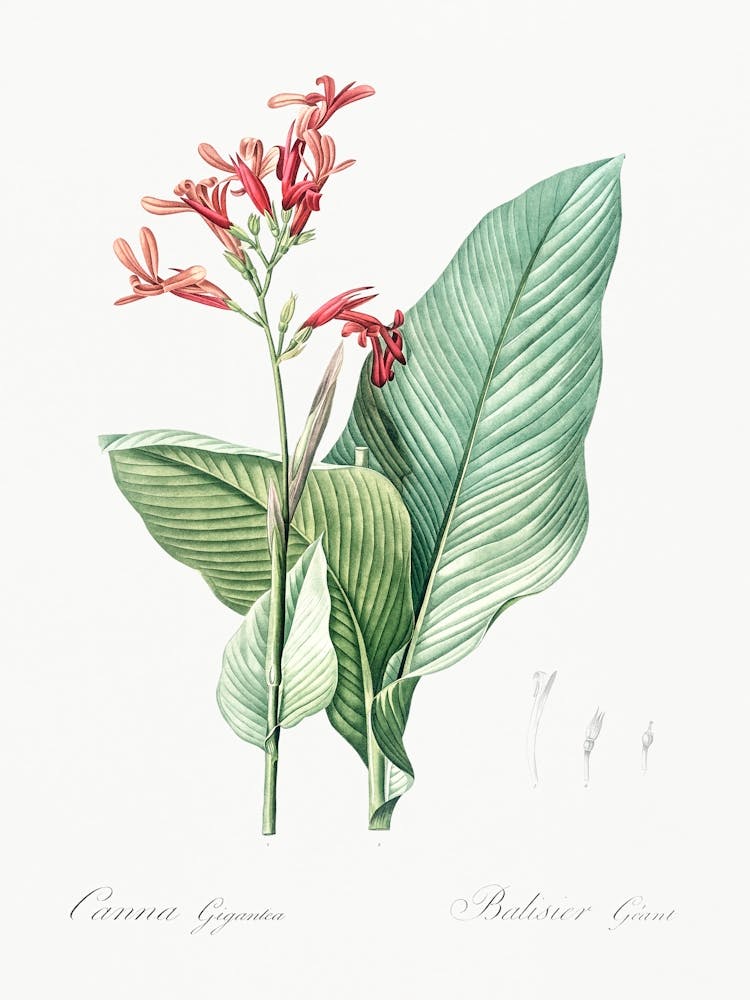 Canna Lily Illustration From Les Liliacées (1805), Pierre Joseph Redoute