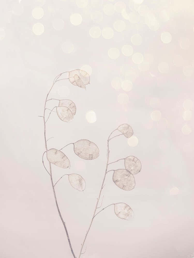 Beauty Of Nature Winter Dream