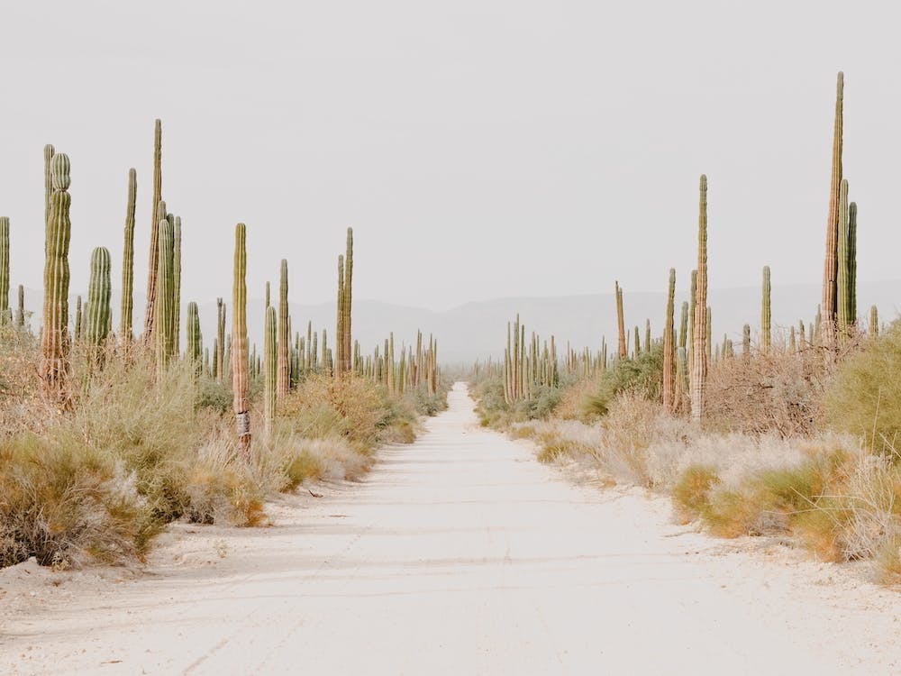 Arizona Desert Trail