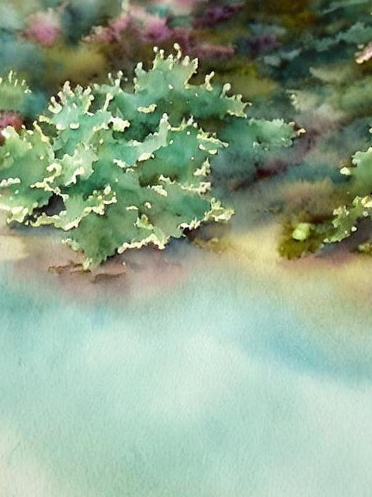 Acropora Gemmifera Ii Storybook Watercolour