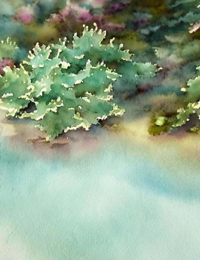 Acropora Gemmifera Ii Storybook Watercolour