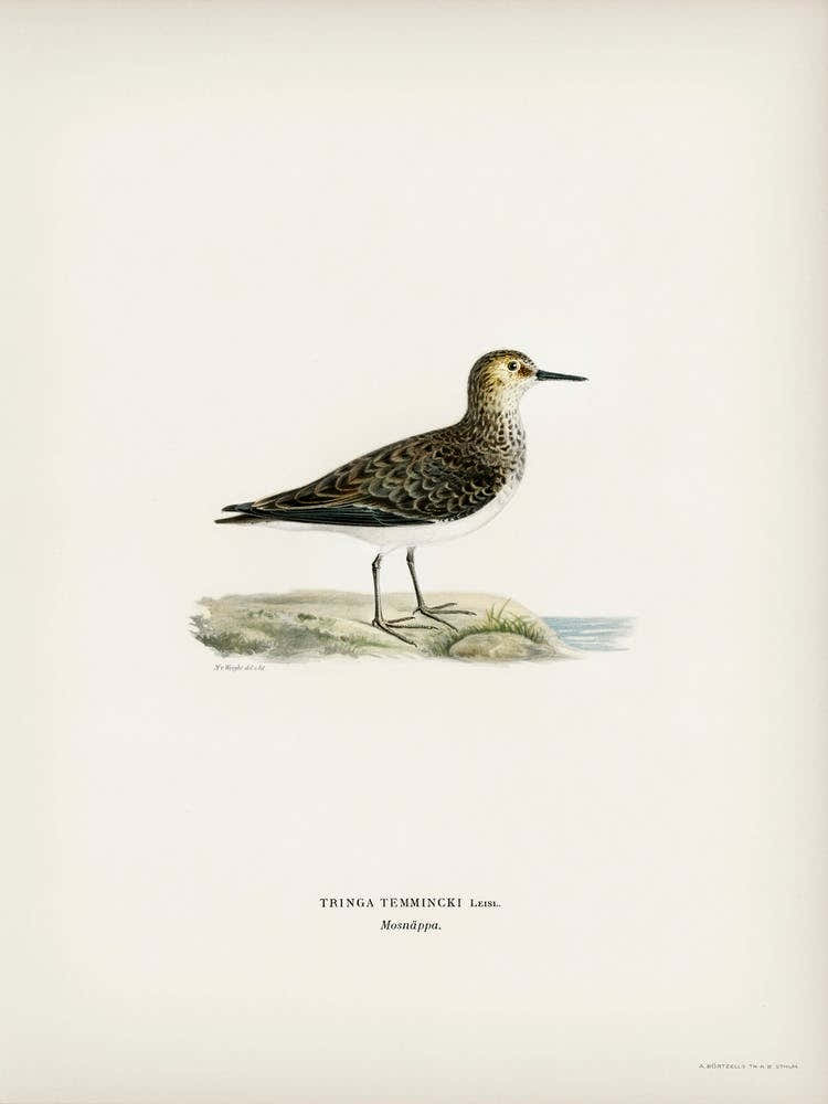 Temminck S Stint (Tringa Temminckii), The Von Wright Brothers