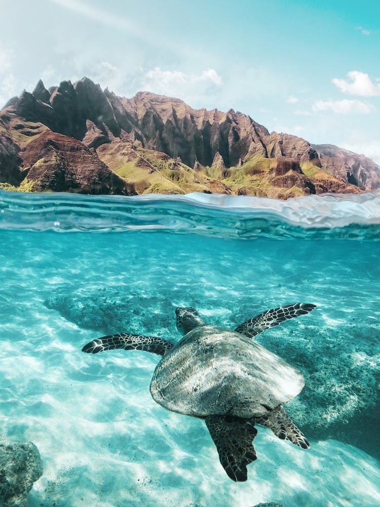 Sea Turtle