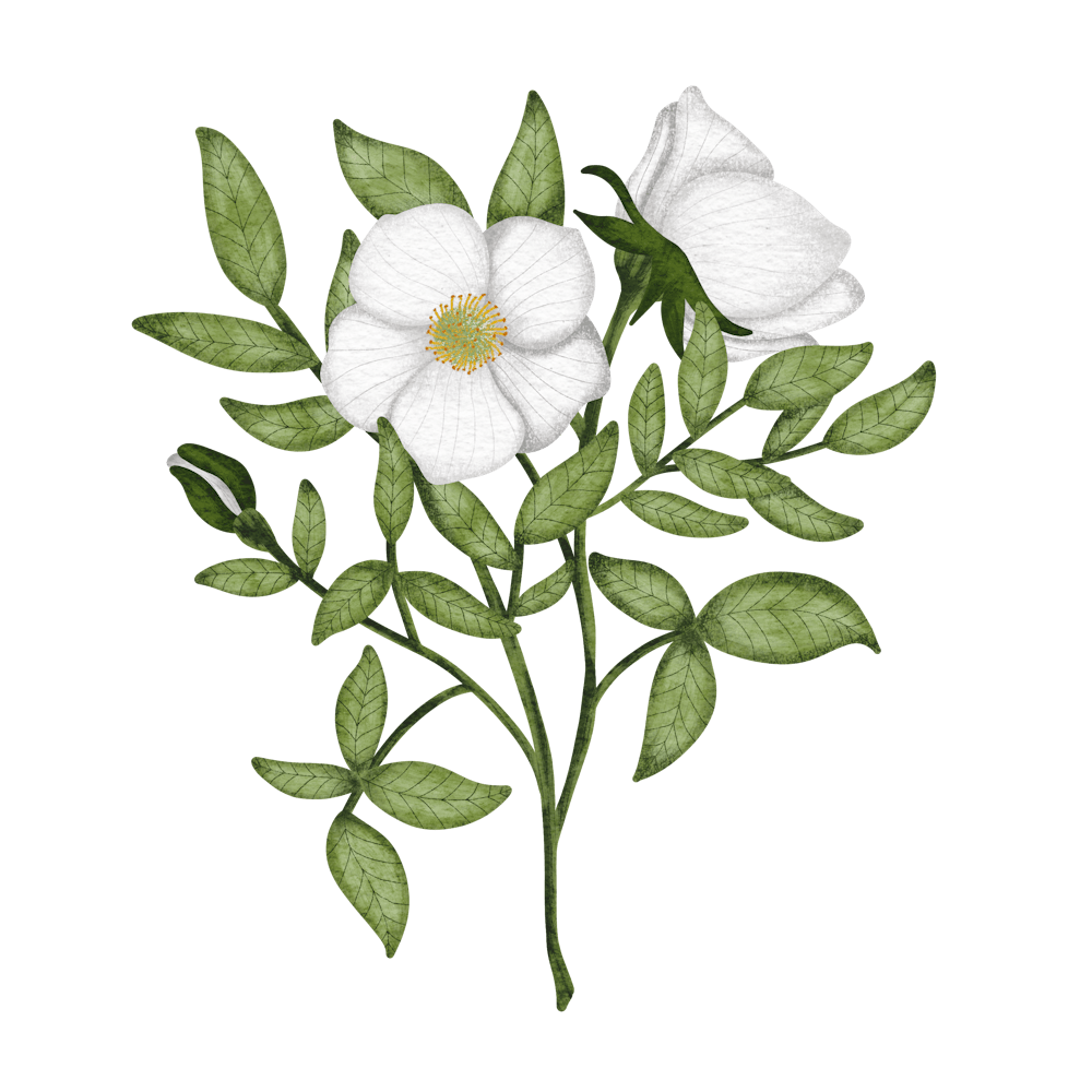 Wild White Roses