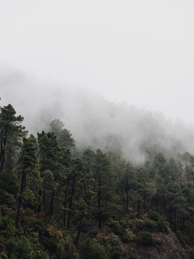 Misty Forest in the mountains of Tuscany, Italy