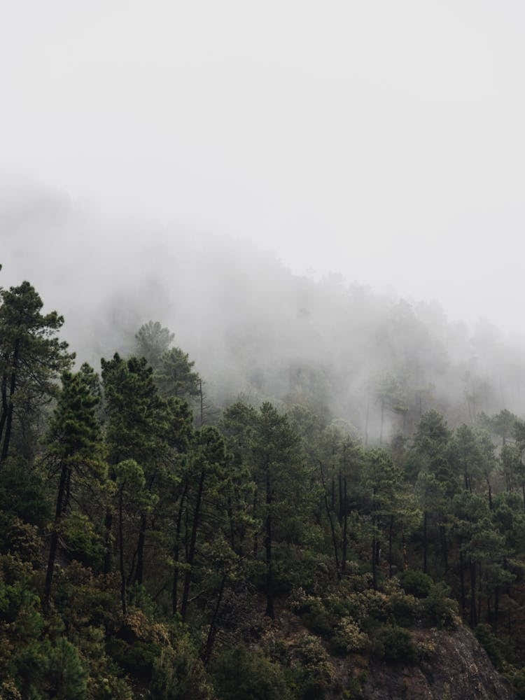 Misty Forest in the mountains of Tuscany, Italy