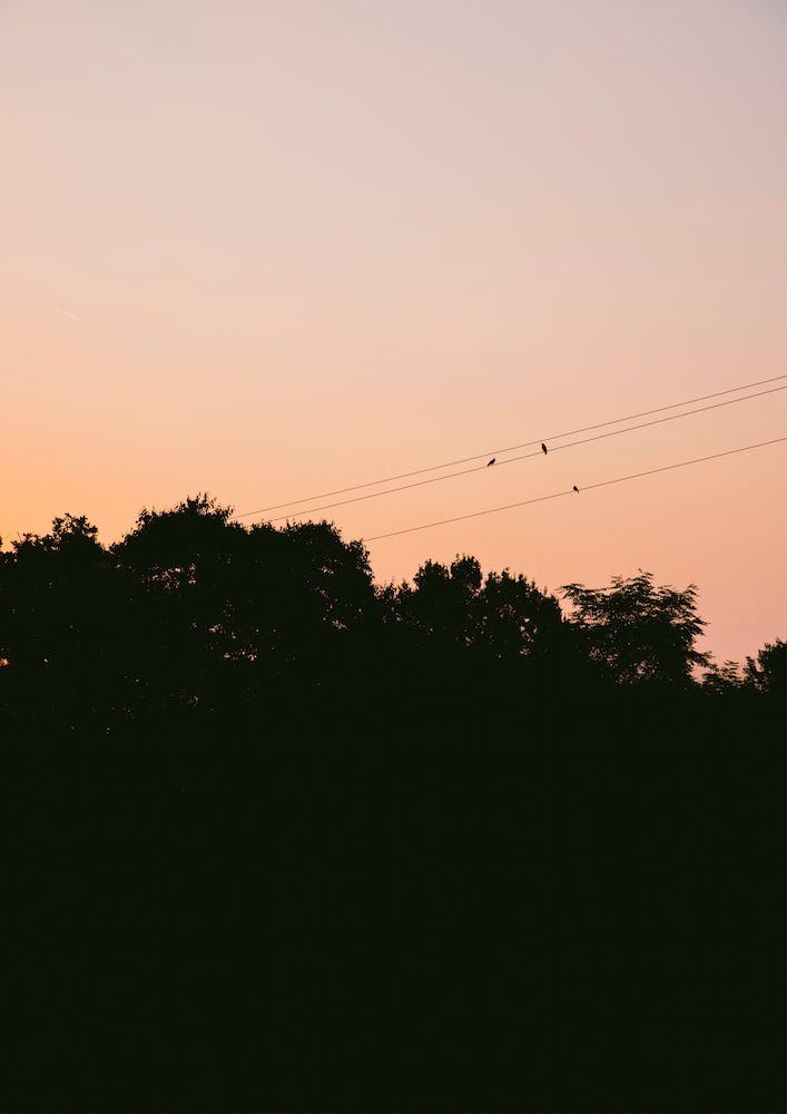 Birds Enjoying Orange Sunset