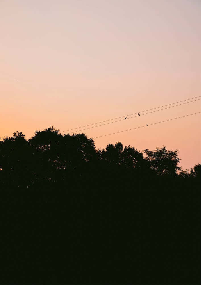 Birds Enjoying Orange Sunset