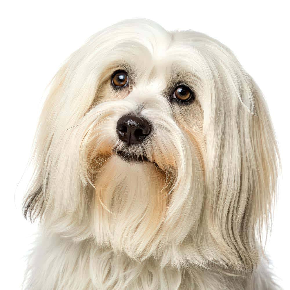 Havanese Dog Portrait