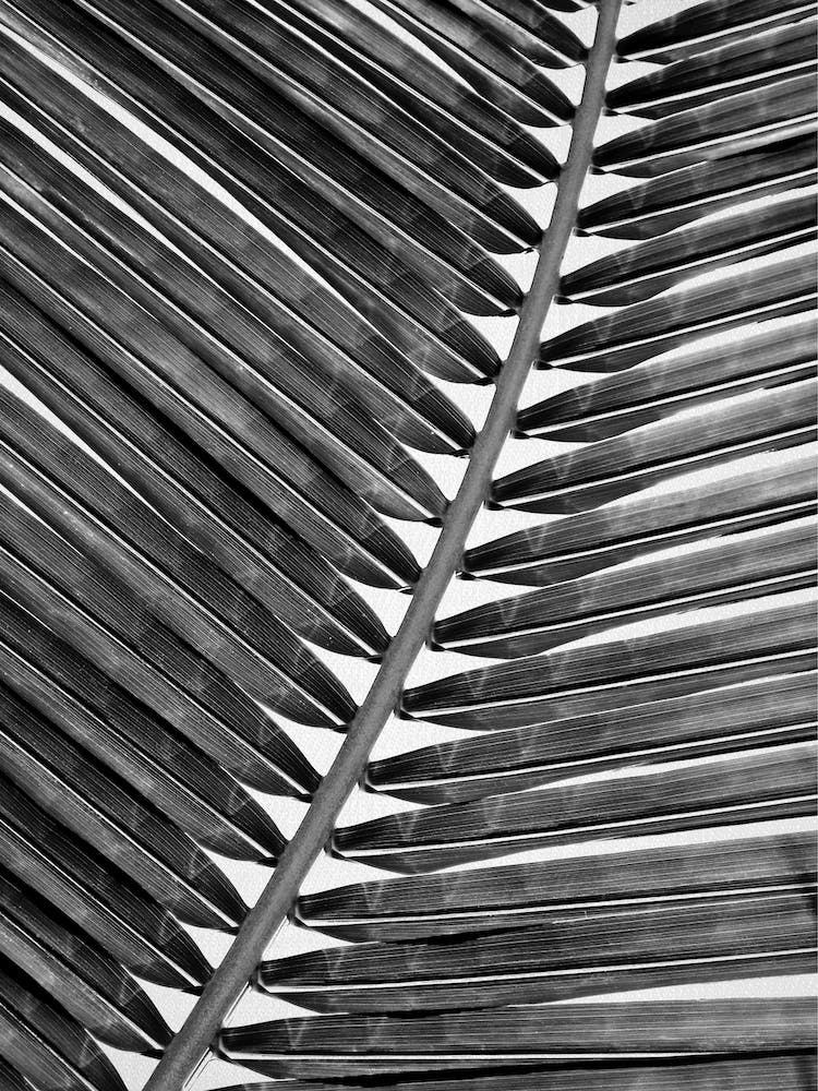 Palm Leaf 2 - Black & White