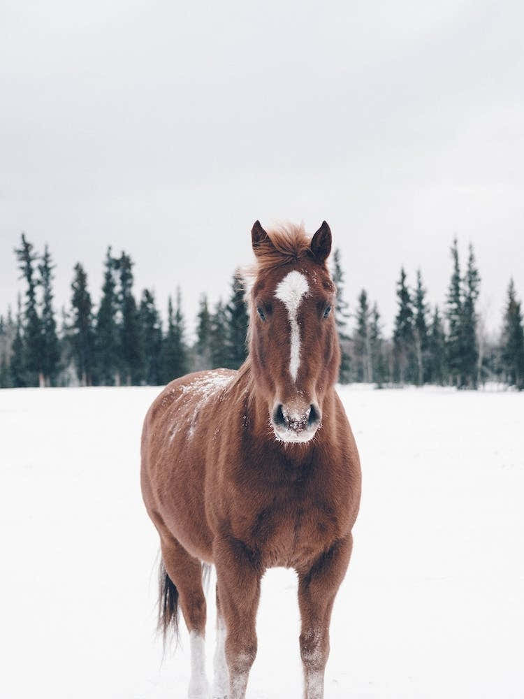 Horse In Snow