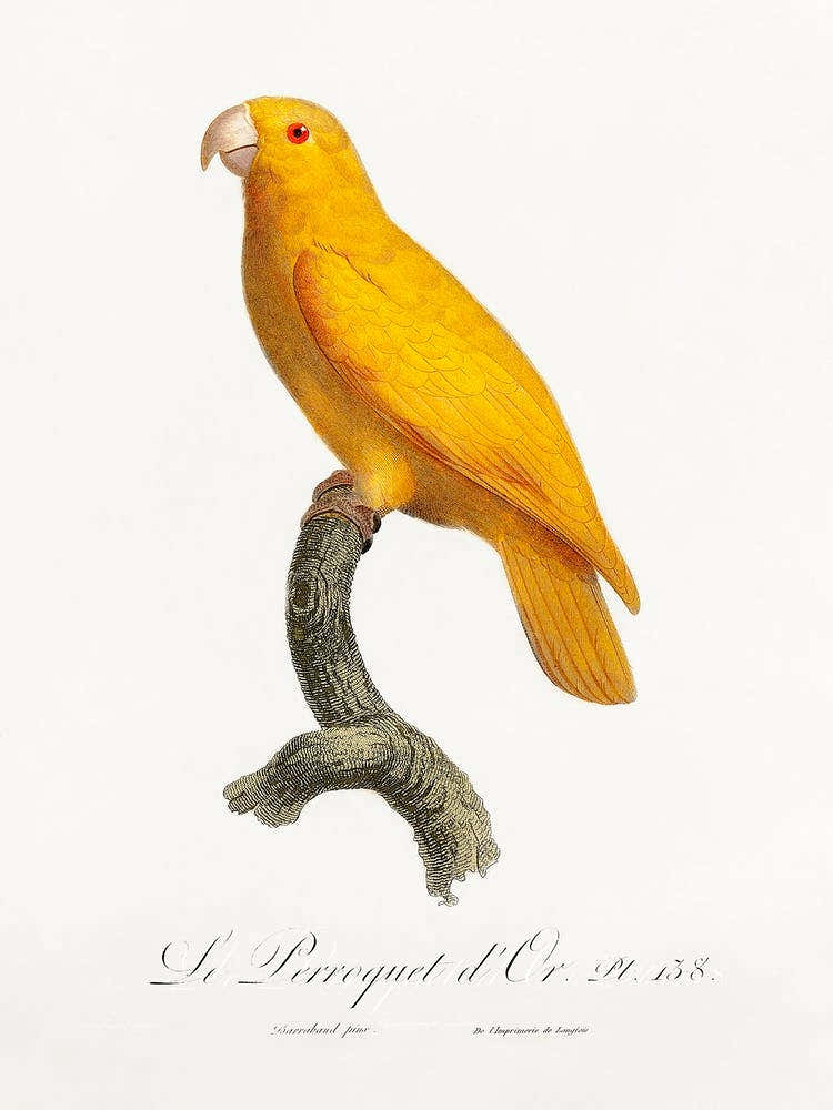 The Pacific Parrotlet, From Natural History Of Parrots, Francois Levaillant