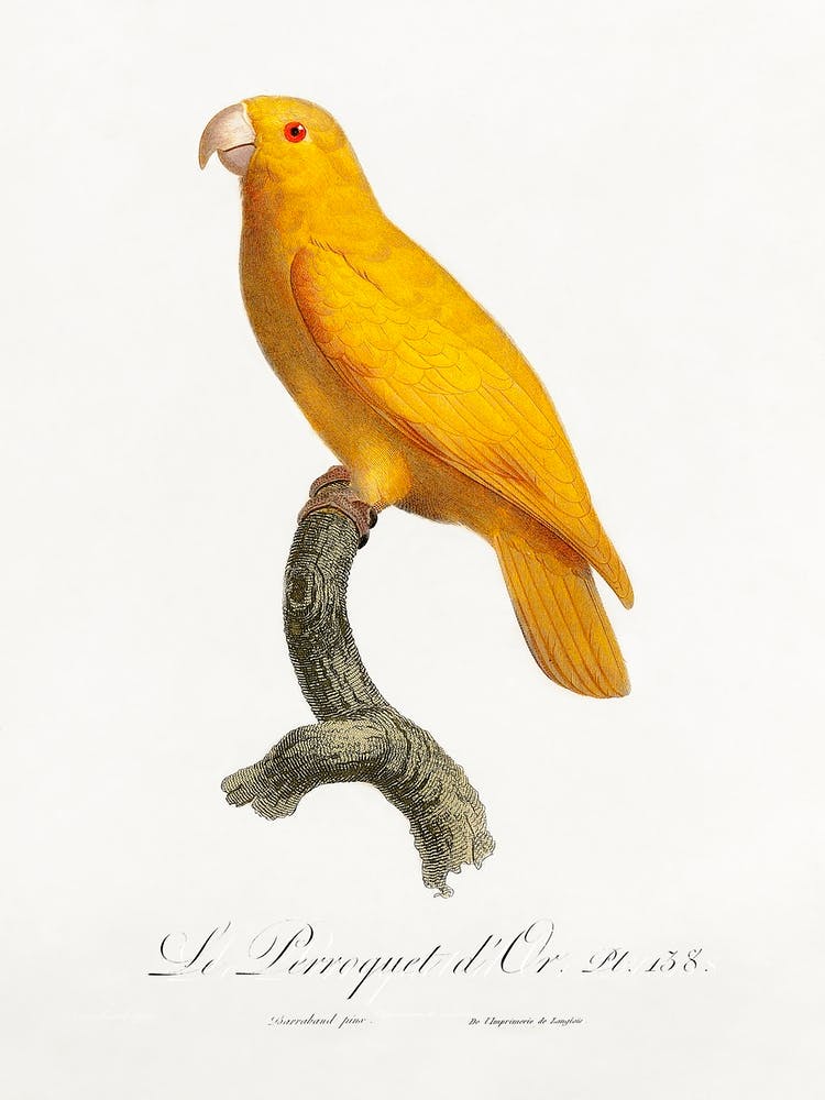 The Pacific Parrotlet, From Natural History Of Parrots, Francois Levaillant