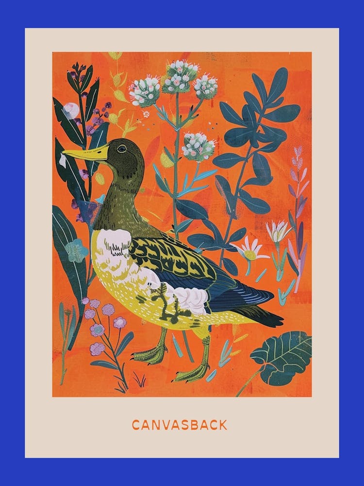 Spring Birds Poster Canvasback 1