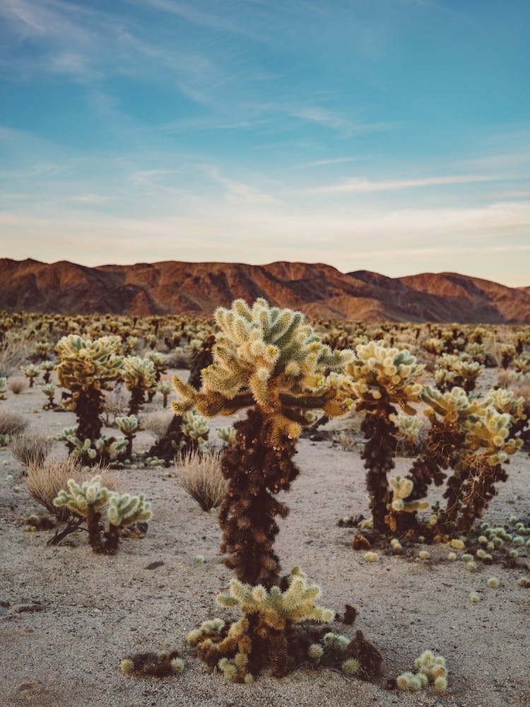 Cholla Cactus Garden II