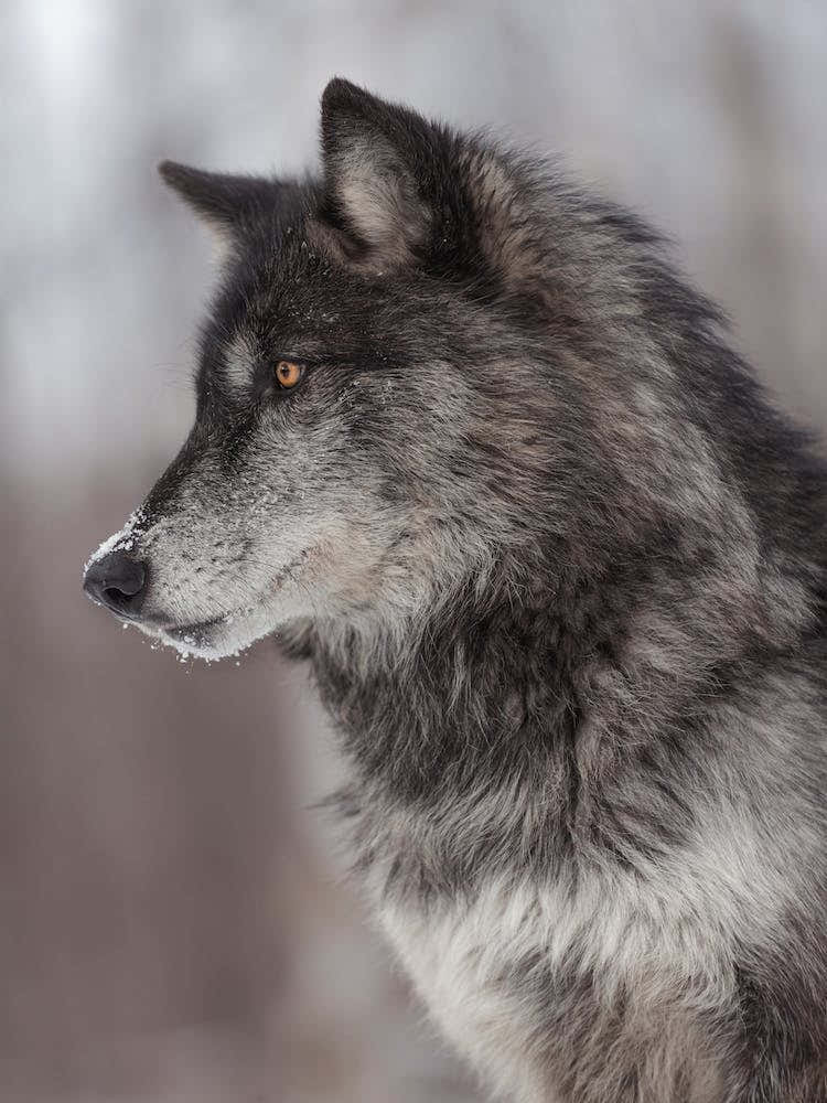 Black Wolf Profile