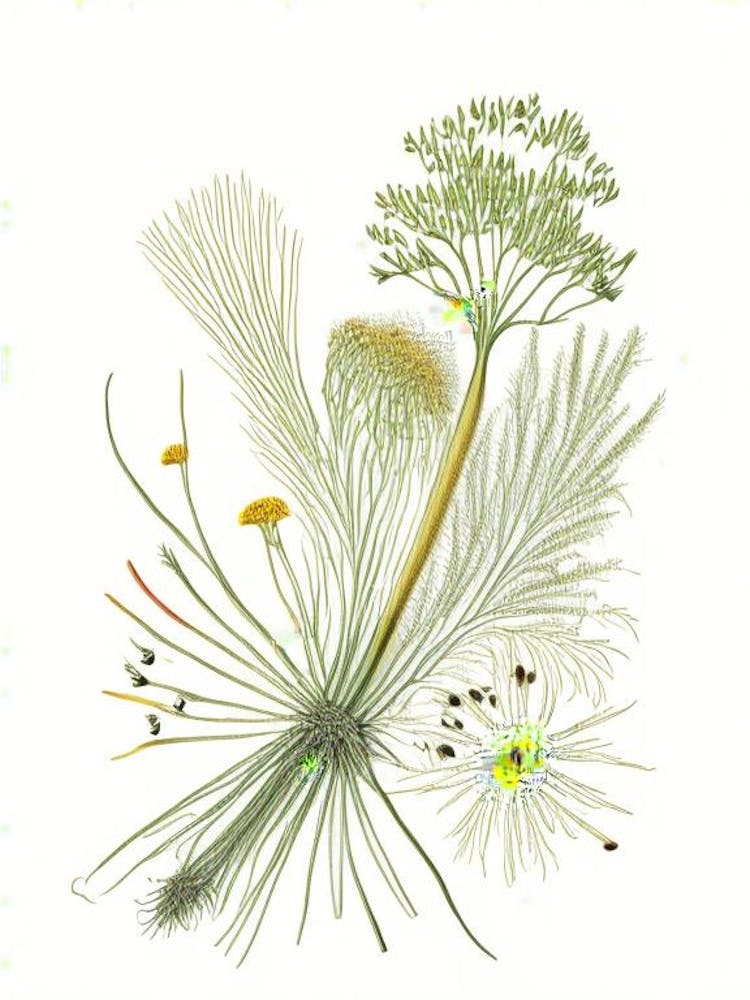 Fennel Seeds Spices And Herbs Pencil Illustration 6