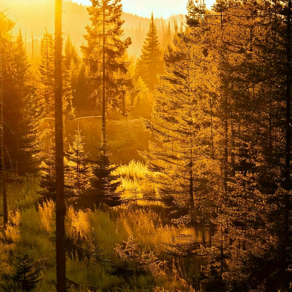 Firefly Golden Hour Glow Forest Emphasizes Warm, Golden Tones For A Sunlit Scene