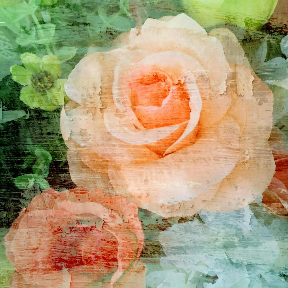 Roses Stock Videos & Royalty-Free Footage