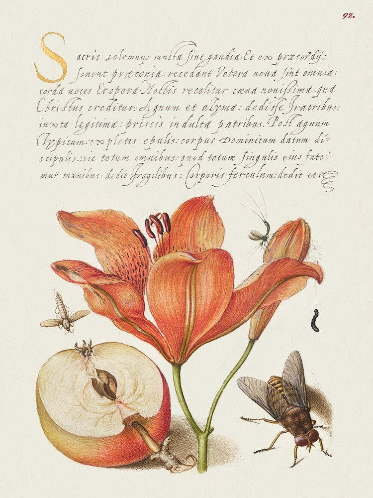 Insects, Orange Lily, Caterpillar, Apple, And Horse Fly From Mira Calligraphiae Monumenta, Joris Hoefnagel