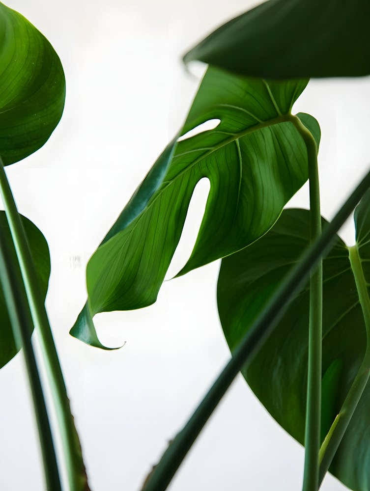 Monstera Ficus