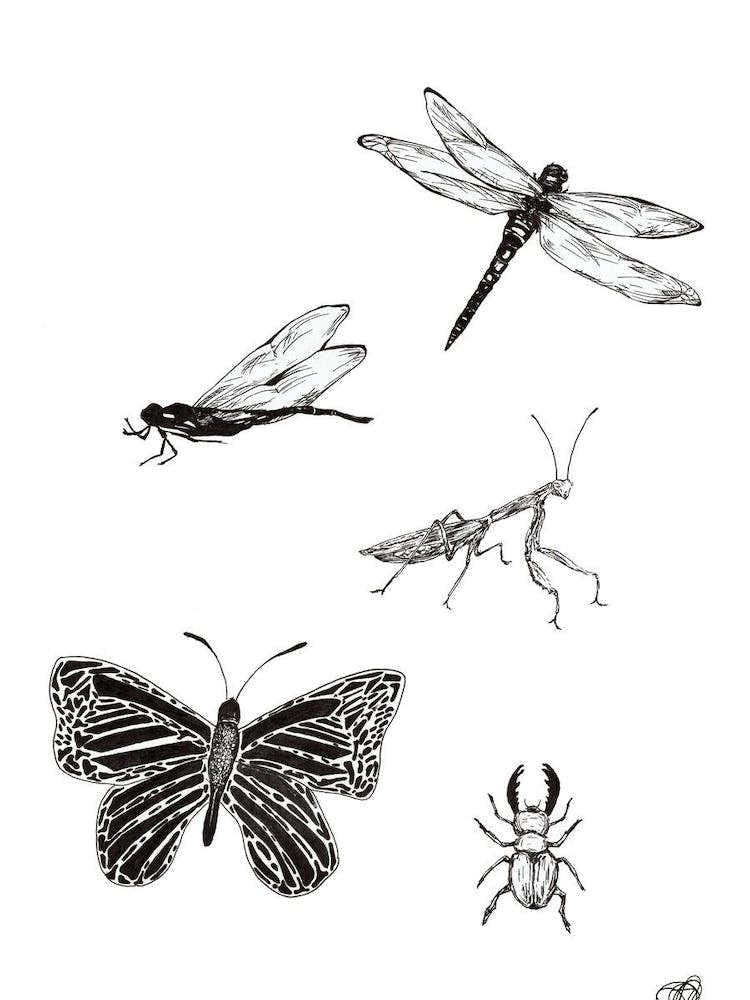 Black and White Insects