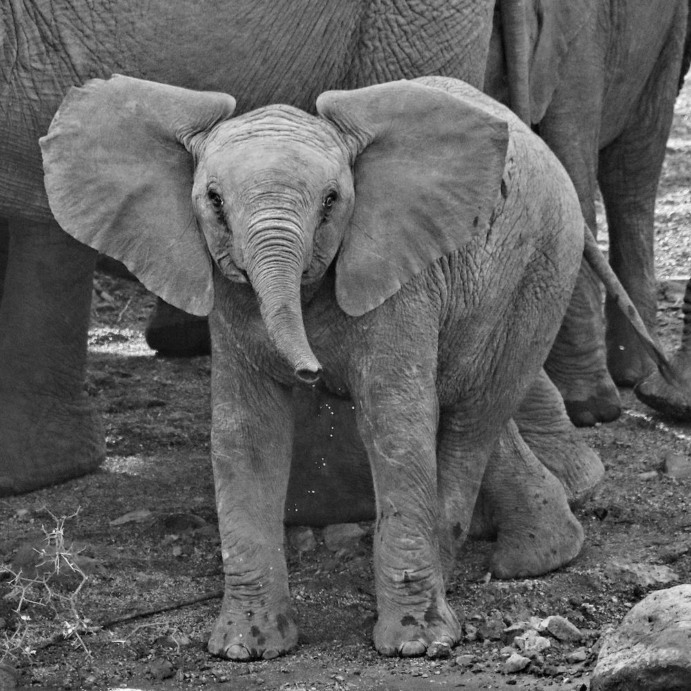 Baby Elephant Square