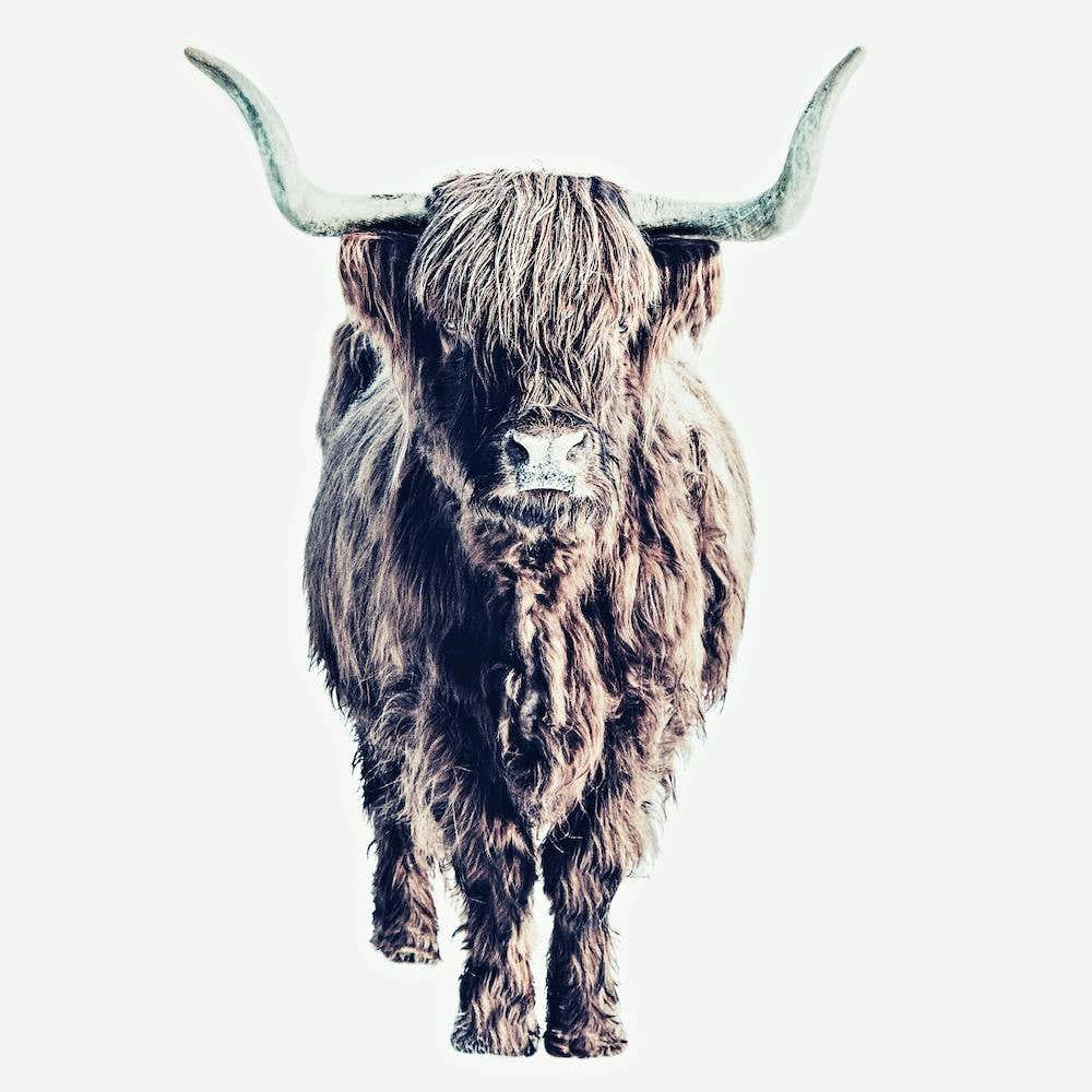 Highland Cattle Colin White Square