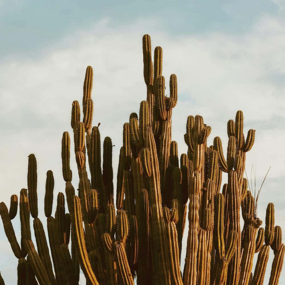 Large Desert Cactus Square